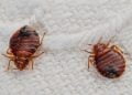 Need A Bed Bug Exterminator